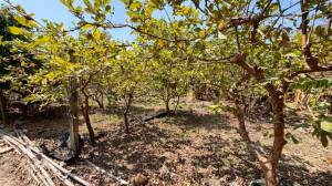 家立-龜丹溫泉區景觀農.