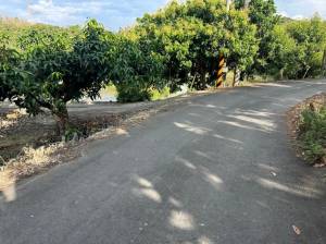 家立-玉井芒果園便宜農保.