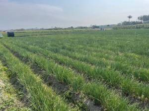 家立-近新吉都計內便宜農.