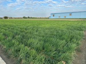 家立-安南區近公學路便宜.